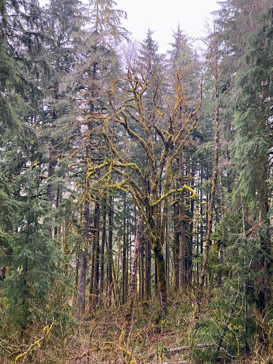 Big-leaf Maple covered in moss