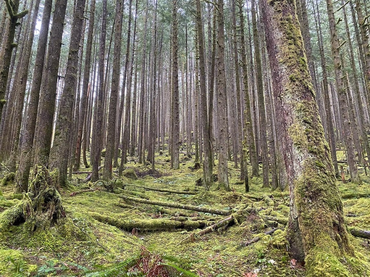 Mossy forest floor at Middle Fork Snoqualmie River