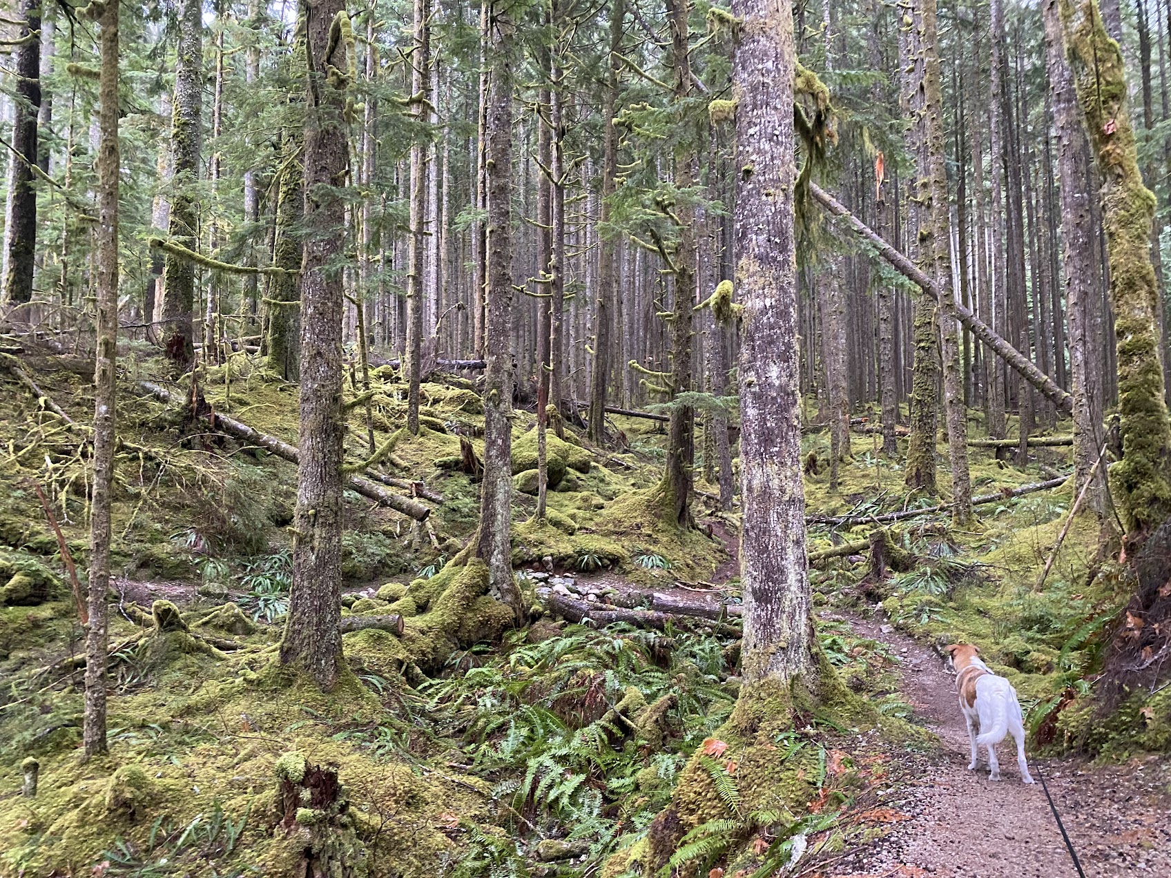 Rudy the dog on trail